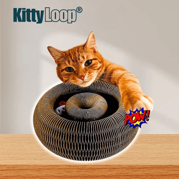 KittyLoop®