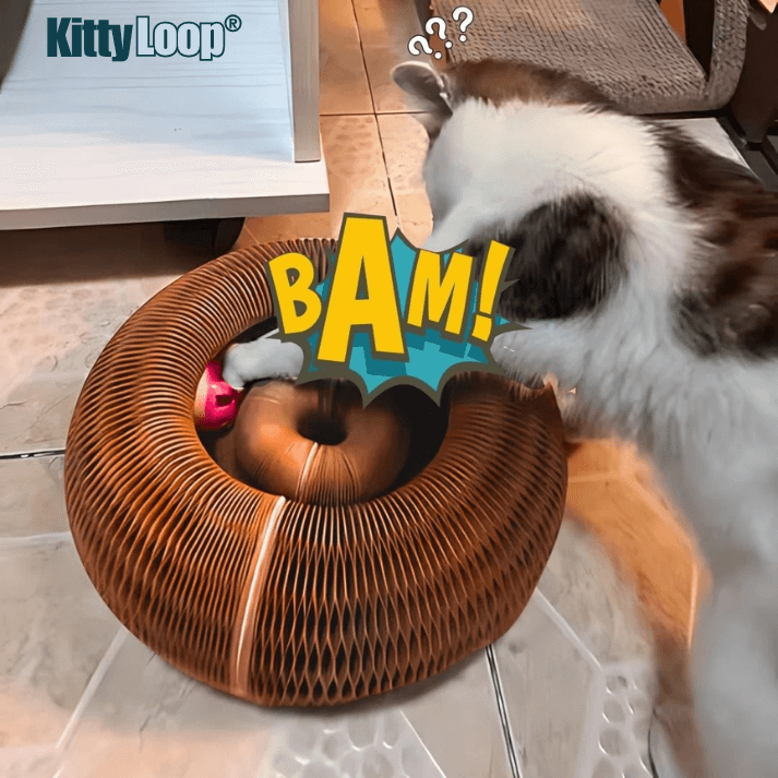 KittyLoop®